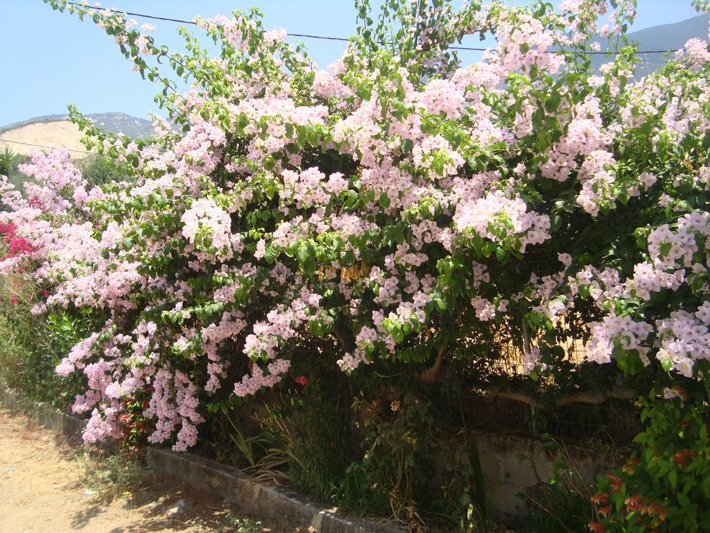 Elpida * Trapezaki (Kefalonia)